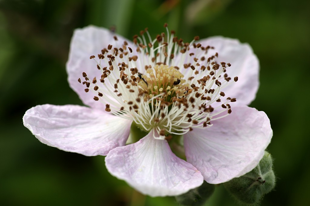 bloemen bloem hdr natuur flora roos rozen tulp tulpen orchidee orchideeen zonnebloem geranium cannabis marihuana wiet hennep sativa indica